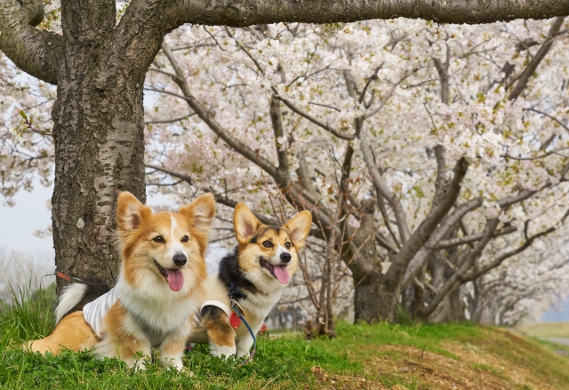 仲良しのペット