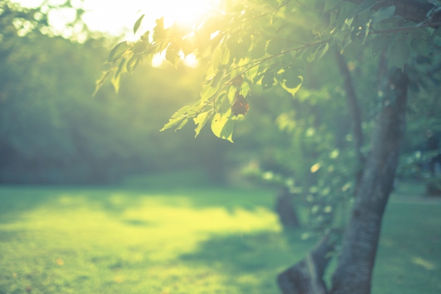 木漏れ日の森
