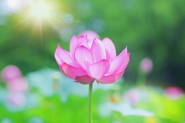 爽やかな朝日と蓮の花
